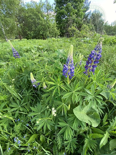 Участок , 20 сот. (№14252)