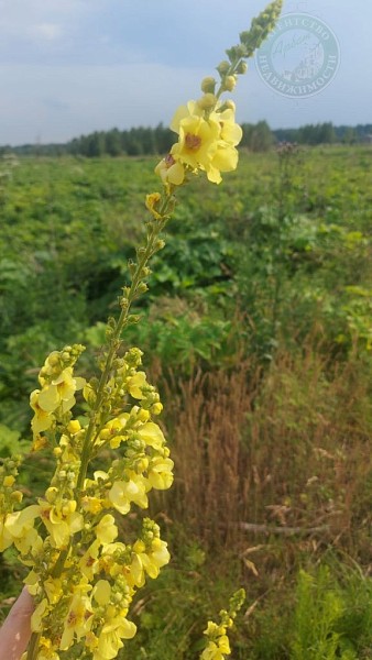 Участок , 26 сот. (№14191)