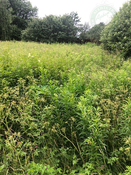 Участок , 1531 сот. (№14384)