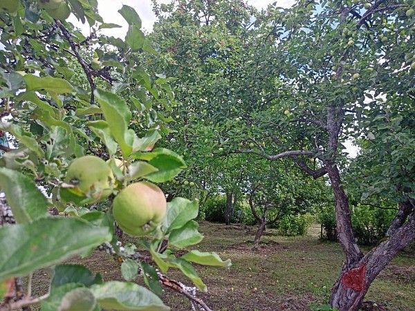 Дом, 73 кв.м. (№14399)