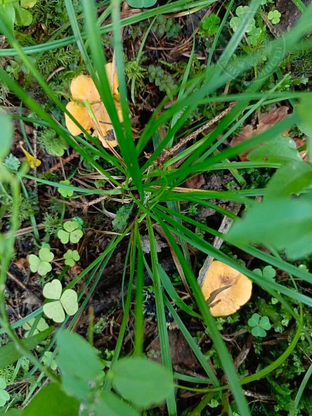 3-к квартира, 45 кв.м. (№14182)