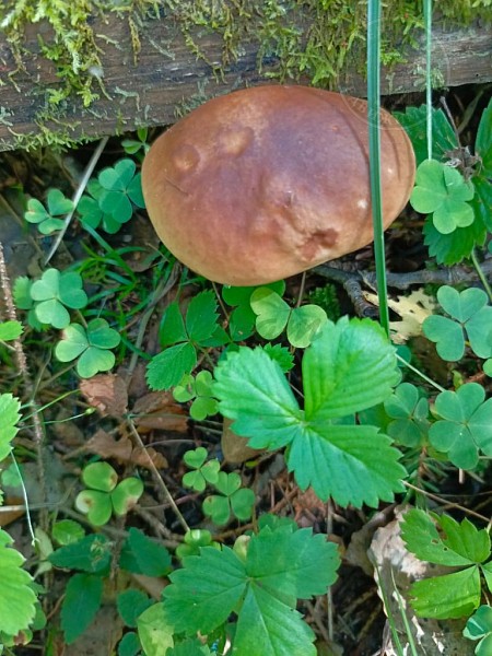 3-к квартира, 45 кв.м. (№14381)