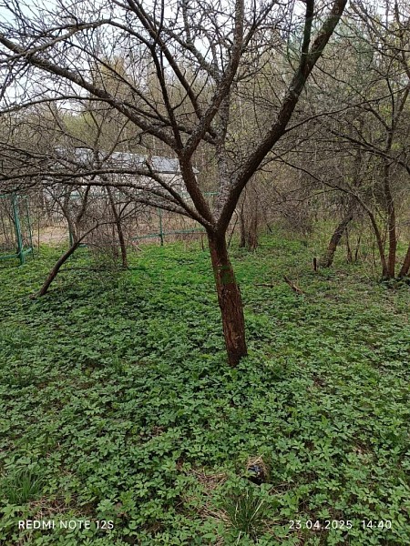 Участок , 6 сот. (№14418)