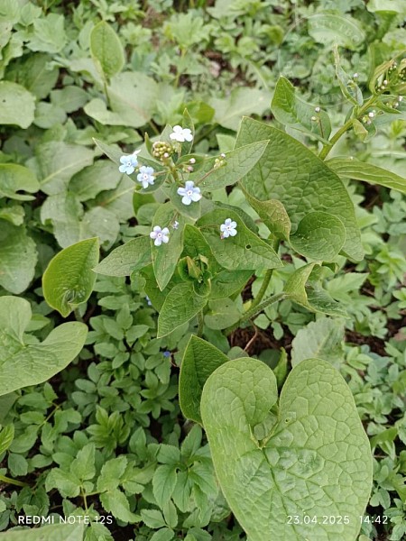 Участок , 6 сот. (№14418)