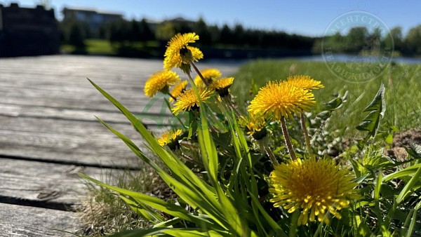 Участок , 23 сот. (№14307)