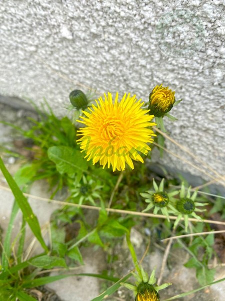 Дом, 27 кв.м. (№14259)