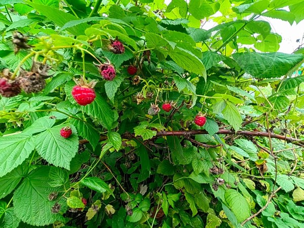 3-к квартира, 45 кв.м. (№14182)