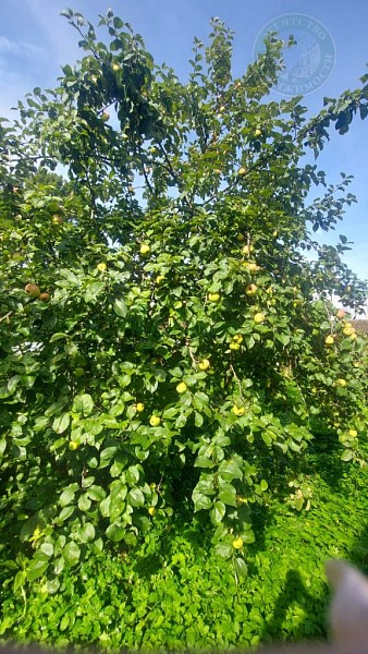 Часть дома, 85 кв.м. (№14287)