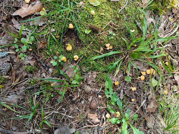 3-к квартира, 45 кв.м. (№14182)