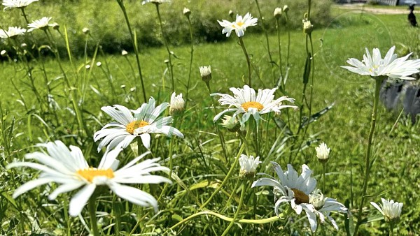 Дом, 162 кв.м. (№14305)